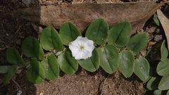 Evolvulus prostratus