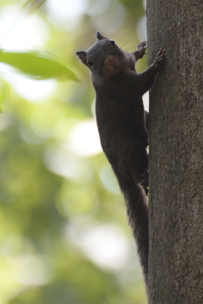 Whitish Dwarf Squirrel