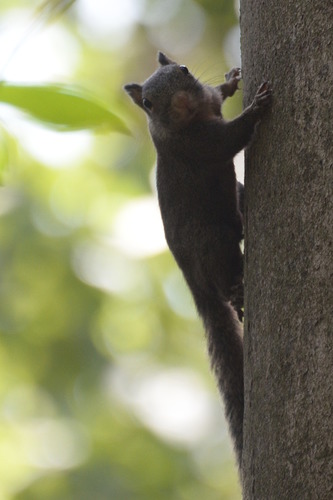 Whitish Dwarf Squirrel