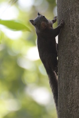 Whitish Dwarf Squirrel photo 1