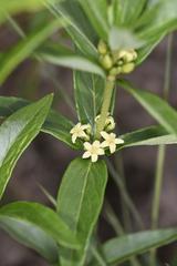 Fadogia tetraquetra