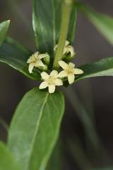 Fadogia tetraquetra