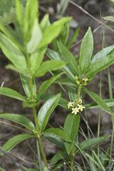 Fadogia tetraquetra