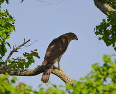 Accipiter cooperii