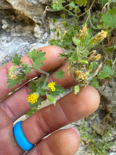 Image of Laphamia lemmonii by (c) Kenzie Anderson-Bell, some rights reserved (CC BY)