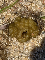 Leathesia marina