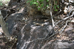 Sceloporus pyrocephalus
