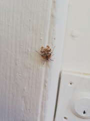 Pephricus