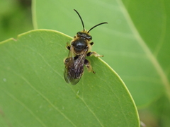 Macropis