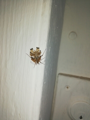 Pephricus