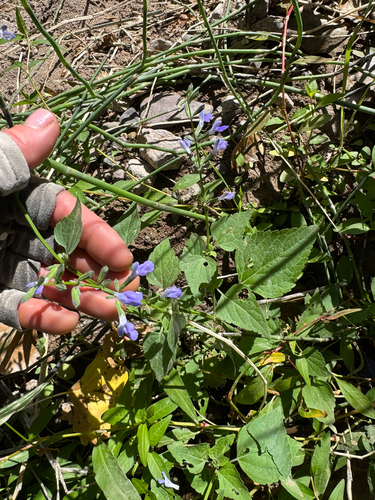 Image of Salvia amissa by (c) Kenzie Anderson-Bell, some rights reserved (CC BY)