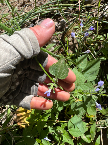 Image of Salvia amissa by (c) Kenzie Anderson-Bell, some rights reserved (CC BY)
