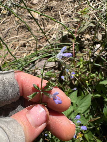 Image of Salvia amissa by (c) Kenzie Anderson-Bell, some rights reserved (CC BY)