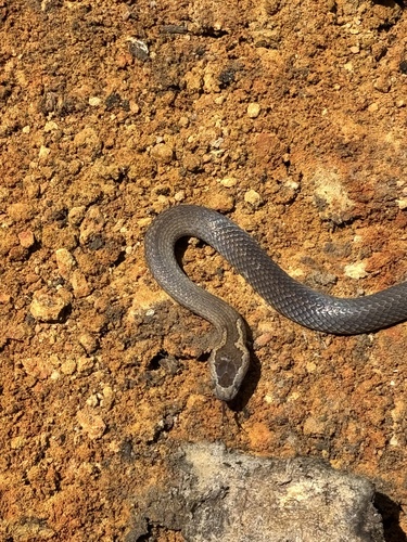 Golden-crowned Snake sighting