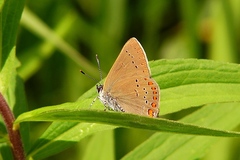 Satyrium titus