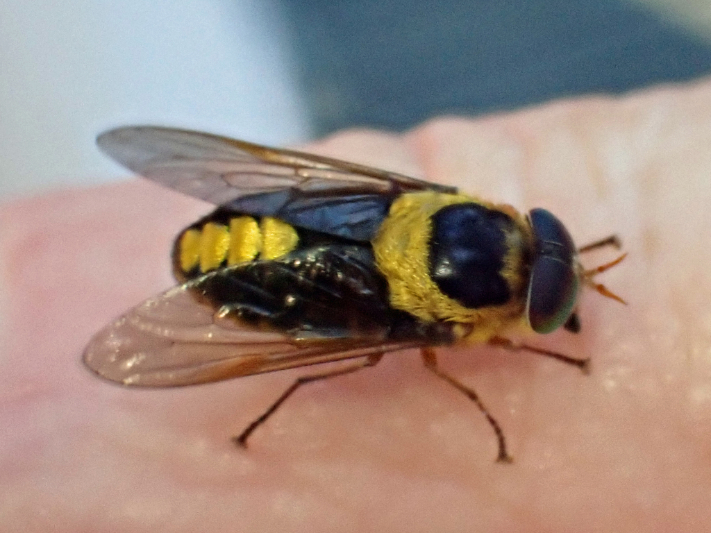 Scaptia pulchra