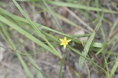 Hypoxis filiformis