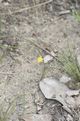 Hypoxis filiformis