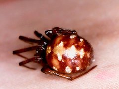 Steatoda triangulosa
