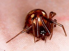 Steatoda triangulosa