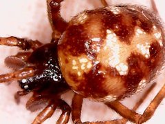 Steatoda triangulosa