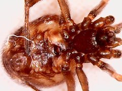 Steatoda triangulosa