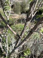 Salvia pinguifolia