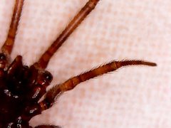Steatoda triangulosa