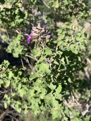 Salvia pinguifolia