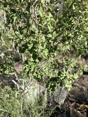 Salvia pinguifolia