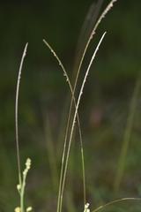 Microchloa kunthii