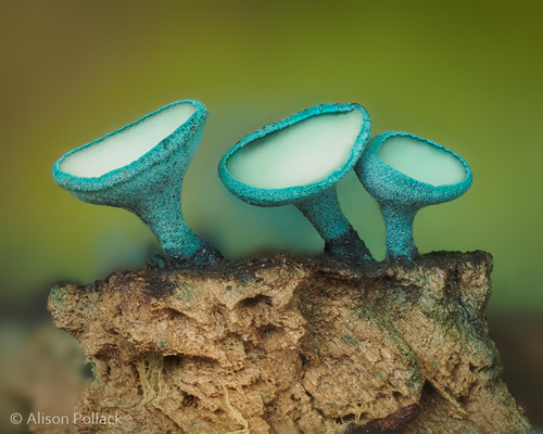 Turquoise Elfcup (Chlorociboria aeruginosa) · iNaturalist