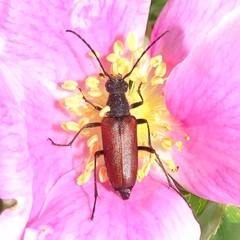 Anastrangalia sanguinea