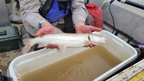 Colorado pikeminnow (Ptychocheilus lucius) — Cyprinidae — 3