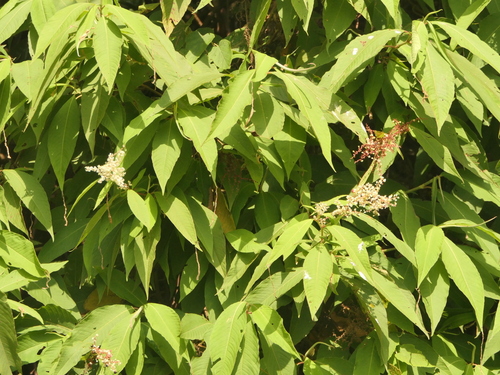 Image of Koenigia polystachya by (c) Sagnik Dutta Roy, some rights reserved (CC BY)