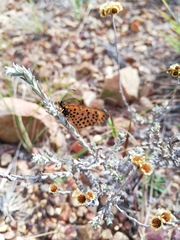 Pardopsis punctatissima