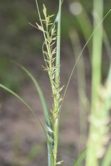 Carex spicatopaniculata