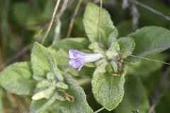 Ruellia cordata