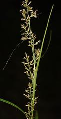 Carex spicatopaniculata