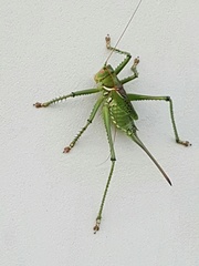 Neobarrettia spinosa