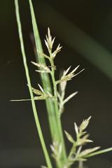Carex spicatopaniculata