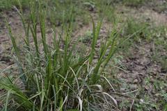 Carex spicatopaniculata