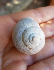 Helix melanostoma