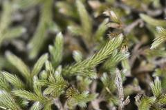 Selaginella dregei