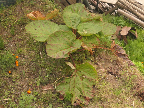 Image of Rheum australe by (c) Sagnik Dutta Roy, some rights reserved (CC BY)