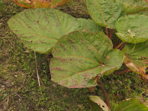 Himalayan rhubarb (Rheum australe)