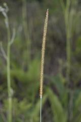 Setaria sphacelata