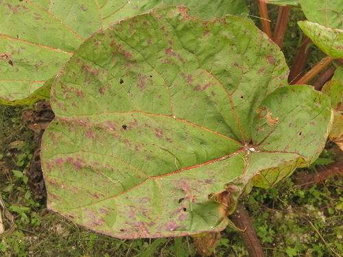 Rheum australe, photograph 1