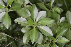 Senecio pleistocephalus