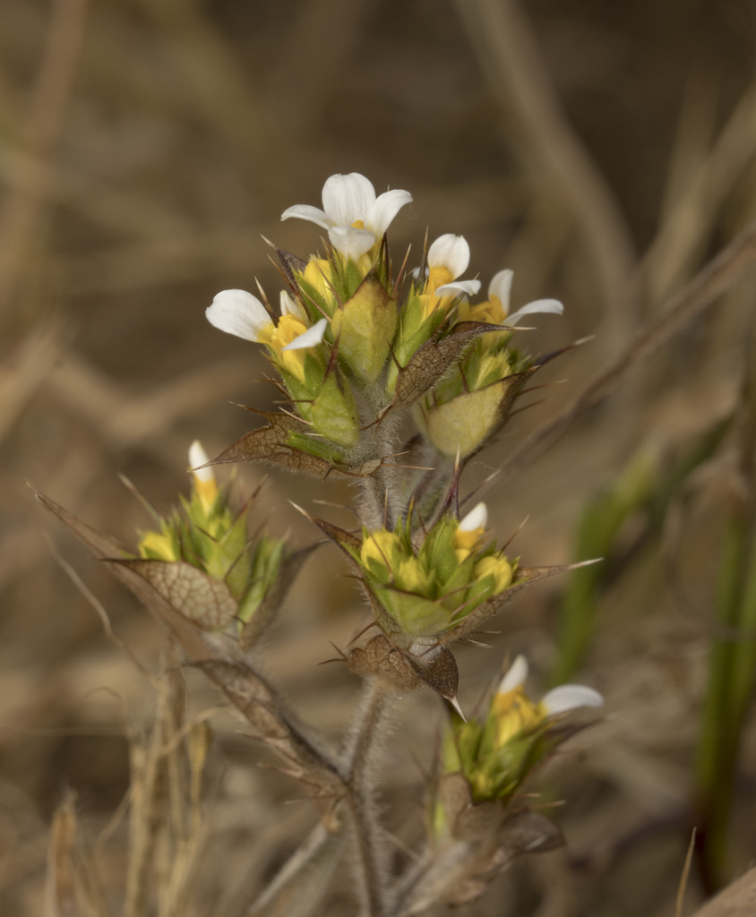 Triptilion cordifolium